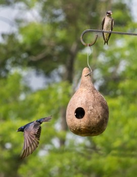 gourd-birdhouses